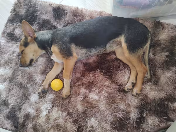 A Mel é uma cachorra com deficiência que foi atropelada e teve a bacia fraturada
