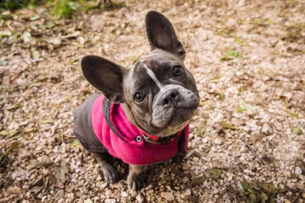 O Buldogue Francês é teimoso, por isso o tutor pode ter dificuldades durante os treinamento