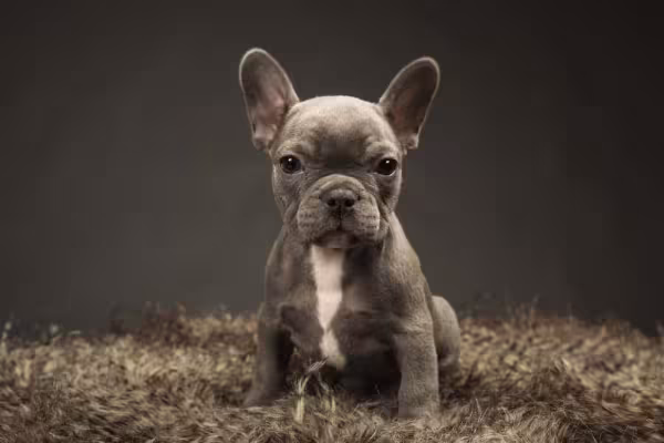 Bulldog Francês cinza com branco: fofura irresistí­vel!