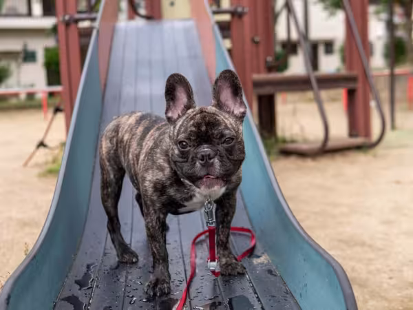 O Buldogue Francês tigrado tem a pelagem preta e amarelada