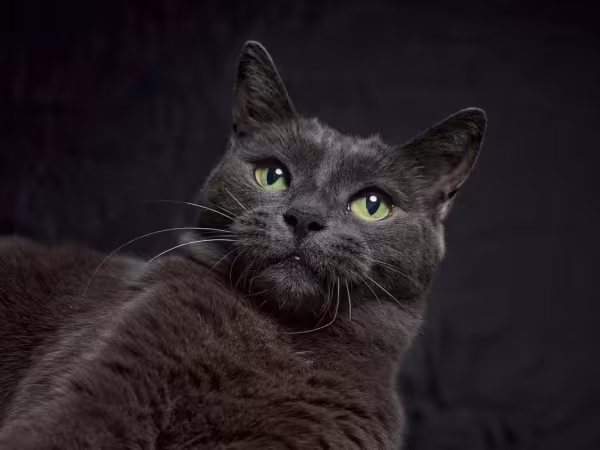 Sonhar com gato preto costuma refletir como você se sente