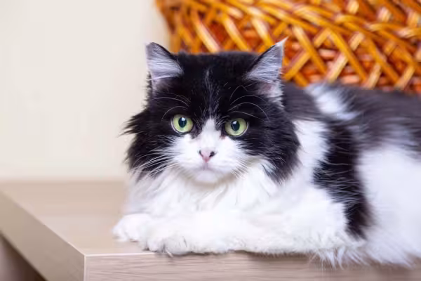 Sonhar com gato preto e branco é um sinal de que tudo vai dar certo