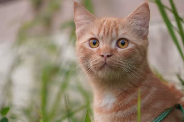 Sonhar com gato amarelo indica a necessidade de avaliar seu apego com bens materiais