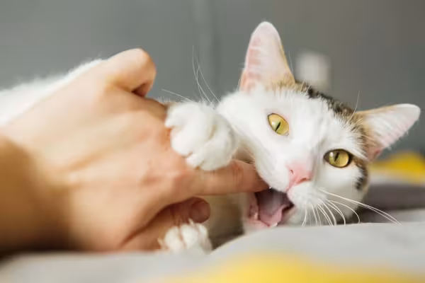 Sonhar com gato mordendo indica que você deve resolver conflitos existentes