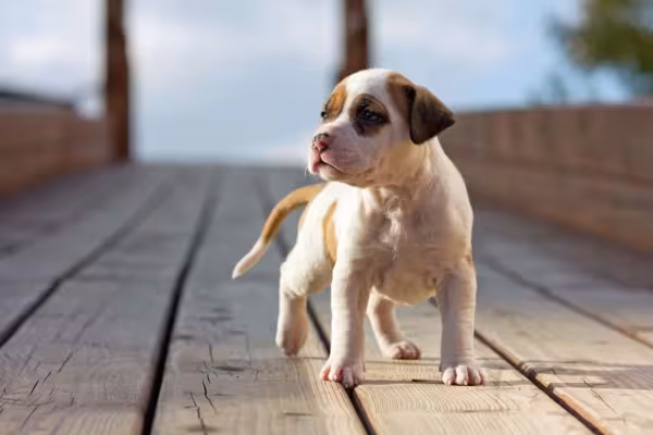 Filhtoe de Pitbull passeando por ponte