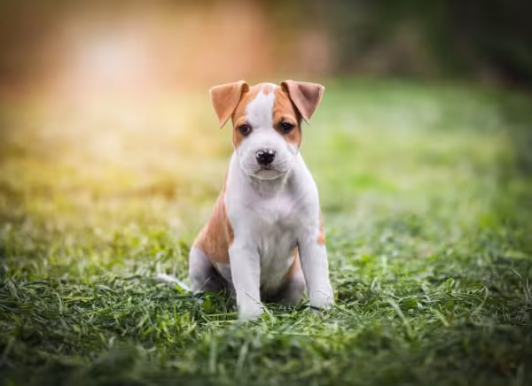 Filhote de Pitbull branco com manchas caramelo sentado na grama