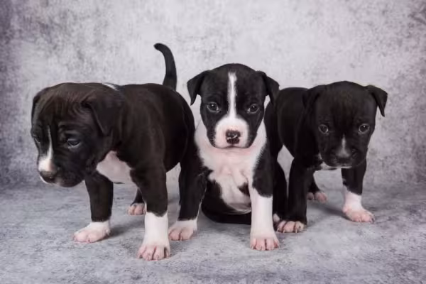 Três filhotes de Pitbull com fundo neutro