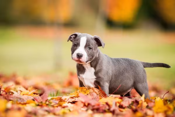 Filhote de Pitbull cinza e branco em cima de folhagens amarelas