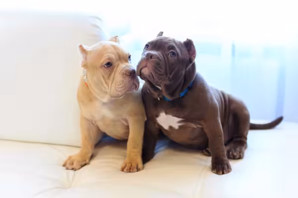 Dois filhotes de Pitbull sentados na sala