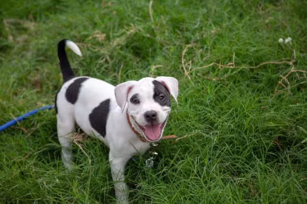 Filhote de Pitbull preto e branco com a língua de fora e feliz
