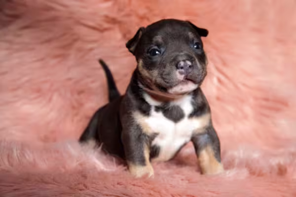 Filhote de Pitbull recém-nascido com fundo rosa