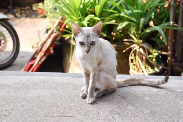 Gato emagrecendo e sem apetite pode estar relacionado com a PIF felina