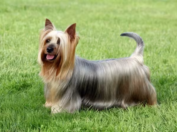A raça Terrier Australiana tem uma pelagem abundante
