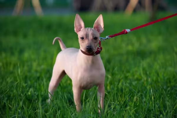 Os cães Terrier Americano têm uma aparência inusitada
