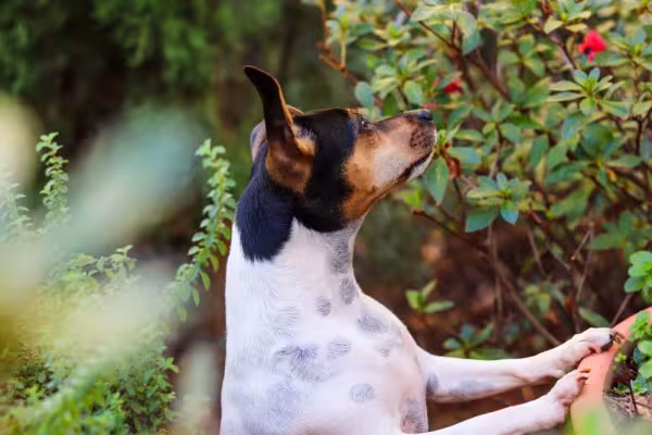 Os cães Terrier Brasileiros são muito curiosos