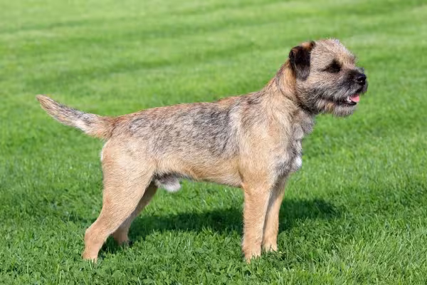 Border Terrier: cachorro tem um espírito explorador