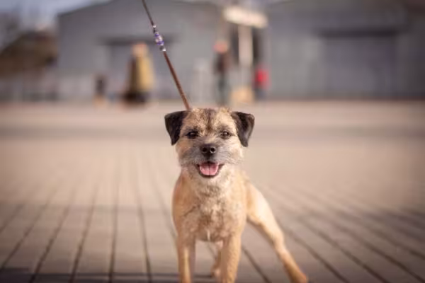 Tipos de Terrier: o cachorro Border é muito amigável
