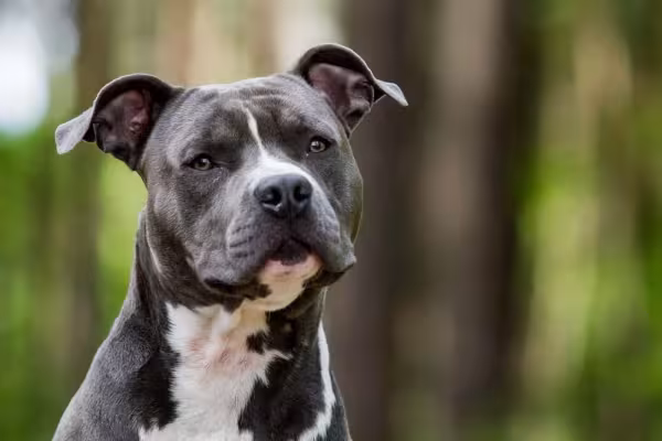 Tipos de Terrier: o American Staffordshire (ou Amstaff) é um deles