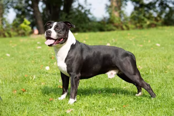 Dos tipos de Terrier, o American Staffordshire se destaca nos esportes