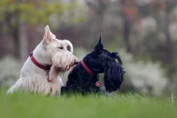 Raça Terrier Escocês pode te surpreender