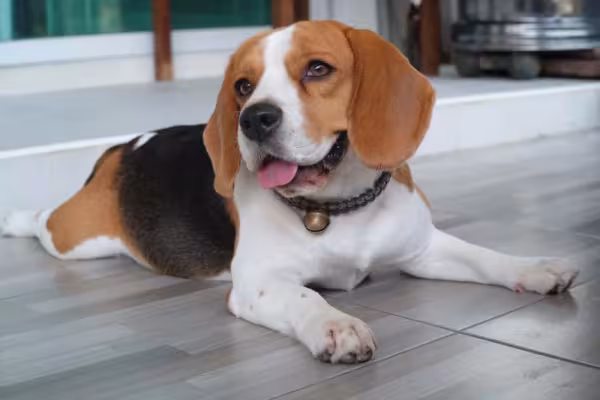 O adestramento é essencial para que o Beagle tenha um bom comportamento