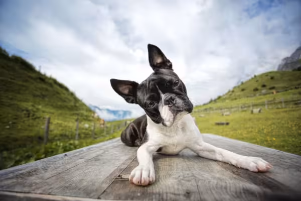 Essa raça de cachorro Terrier é ideal para quem vive em apartamento