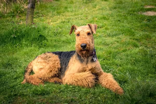 Airedale Terrier: cachorro tem uma aparência peluda