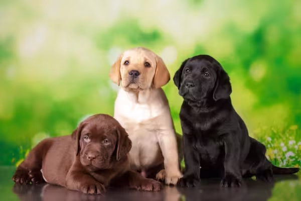 Labrador filhote marrom, bege e preto