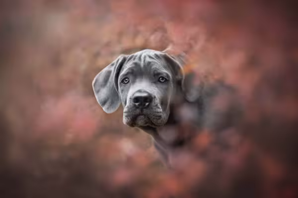 O Cane Corso cinza também faz muito sucesso