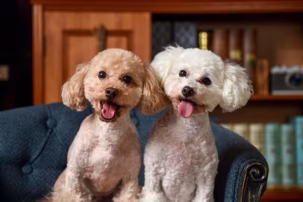 O Maltês mini tem pelos diferentes de um Poodle