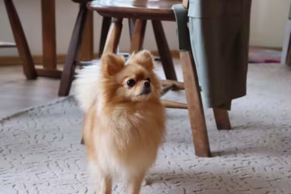 Cachorro Spitz Alemão anão em apartamento