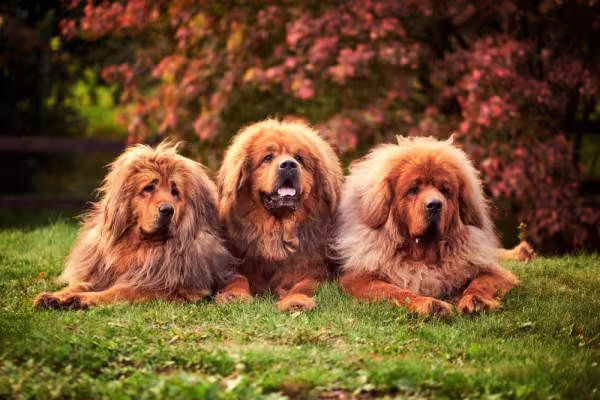 Cães da raça Mastim Tibetano podem pesar até 70 Kg
