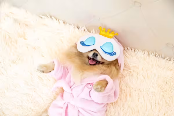 Cachorro Zwergspitz dormindo com máscara e roupão