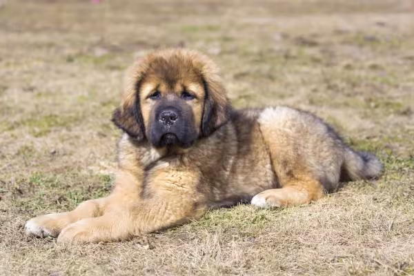 Para um filhote de Tibetan Mastiff, preço é sempre mais elevado que outras raças