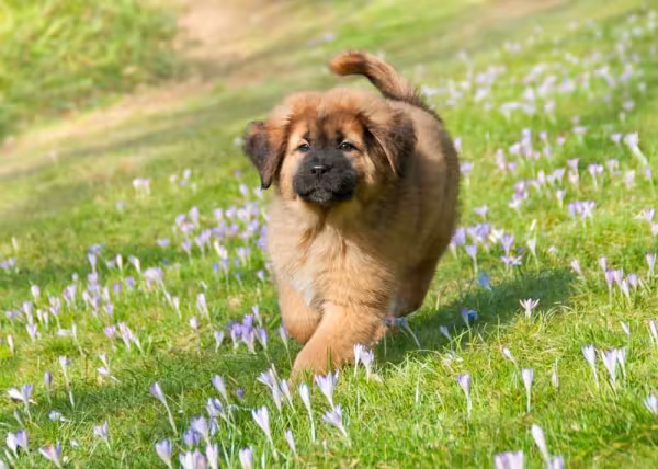 Mastim Tibetano: preço elevado faz o pet levar o título de cachorro mais caro do mundo