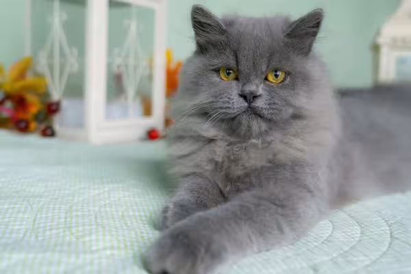 Gato Persa cinza deitado na cama