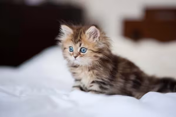 Gato Persa filhote deitado na cama