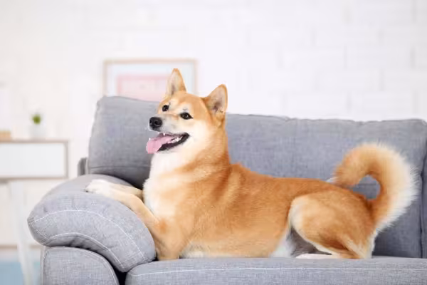 O Shiba tem as orelhas mais retinhas e pontudas