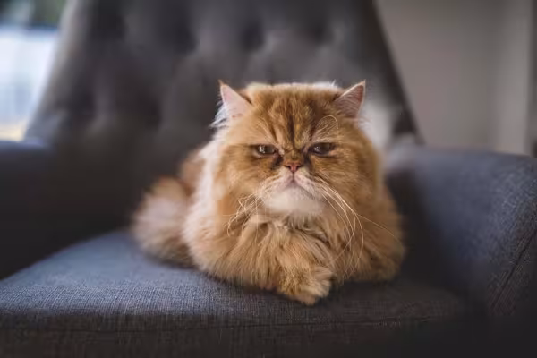 Gato Persa laranja deitado em poltrona