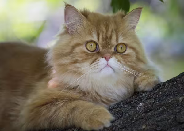 Gato Persa em cima de tronco