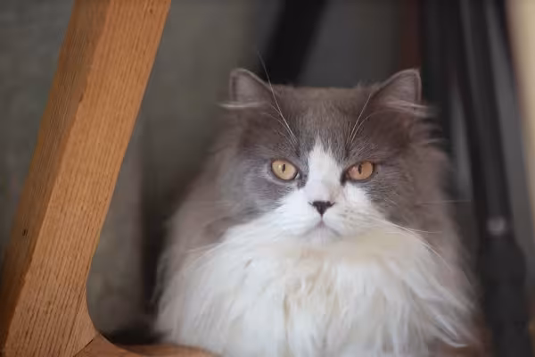 Gato Persa branco e cinza
