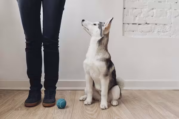 Filhote de Husky Siberiano olhando para o tutor