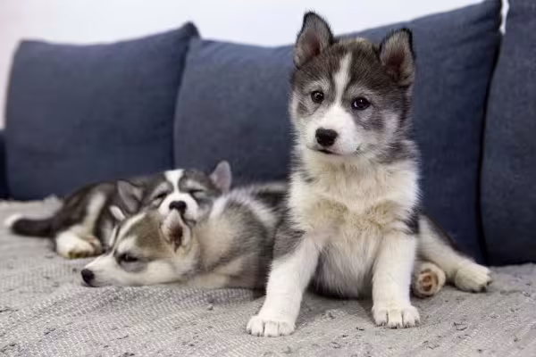Três filhotes de Husky juntos em cima do sofá