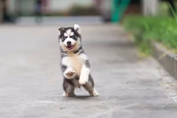 Husky filhote correndo na rua