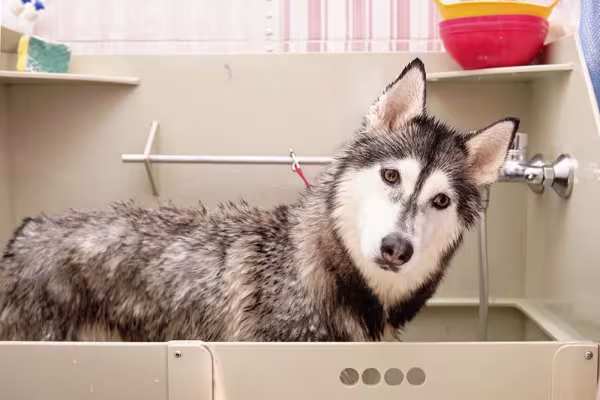 Husky Siberiano tomando banho