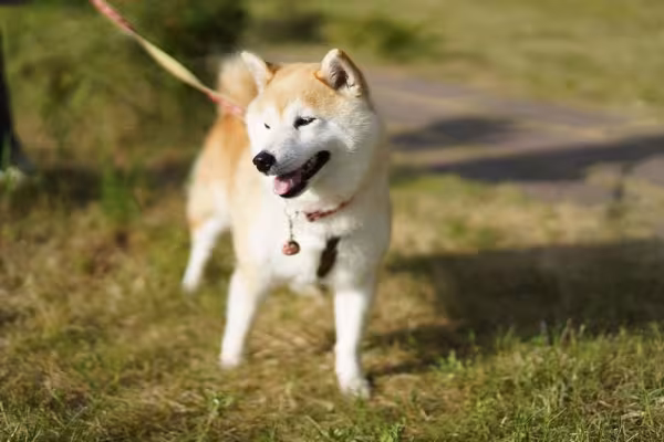 O Akita é uma raça muito brincalhona e ativa