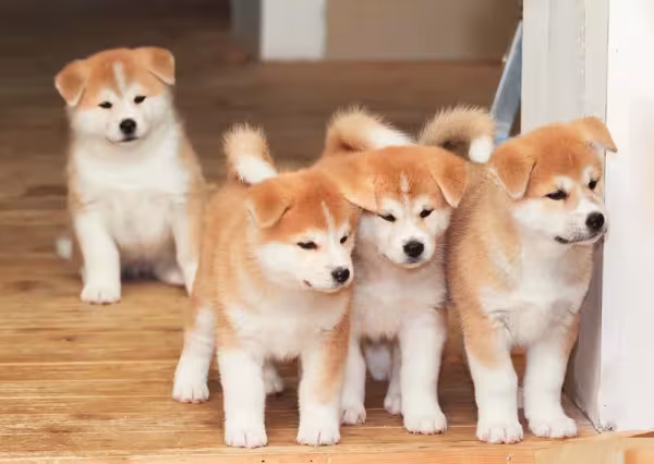 O filhote de Akita precisa ser socializado desde cedo
