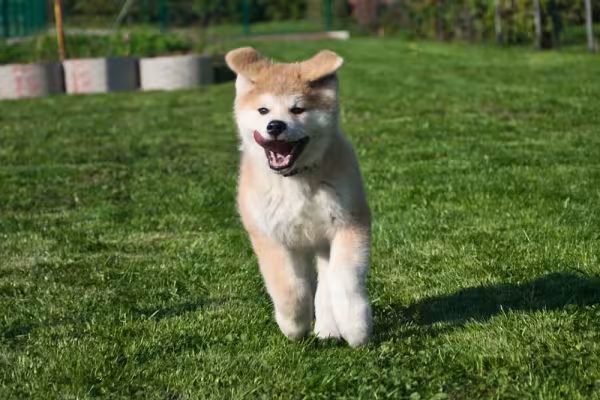 Quando filhote, o Akita tem ainda mais energia