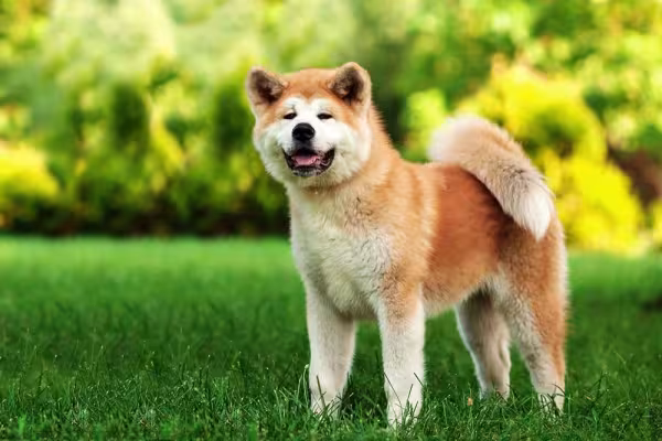 O filhote de Akita é uma grata surpresa para muitas famílias