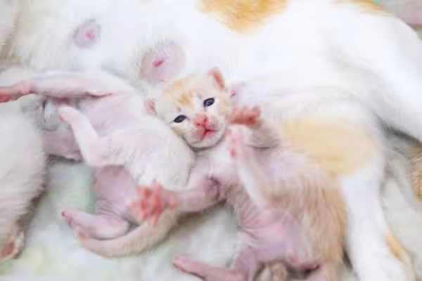 Gravidez de gata: filhote de gato é a coisa mais fofa do mundo! Vai dizer que esse bebê não é irresistível?!